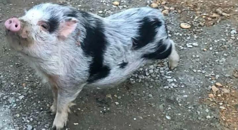 Elszabadult malac kóborol a vasi falu utcáin - fotó