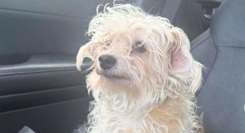 Kozmetikába megy a kutya: a gazdi drámai előtte-utána fotót oszt meg