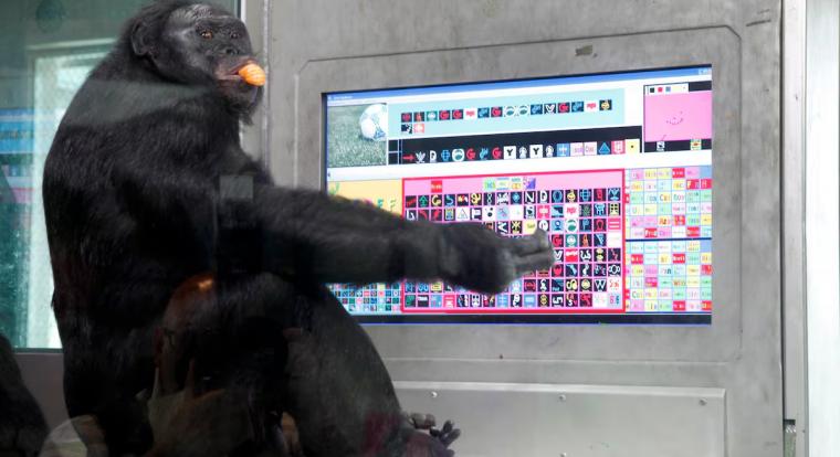 Egy szabadidejében minecraftozó majom segített az állati képzelet kutatásában