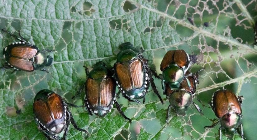Az aranyszínű sárgaság után most a japán cserebogár hozhat vészt szőlőre, gyümölcsösre