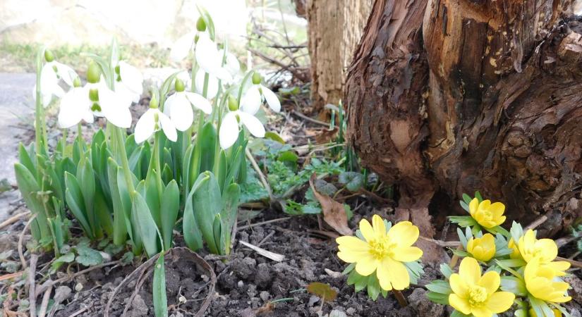 Éledezik a természet! A tavasz első hírnökei már virágoznak