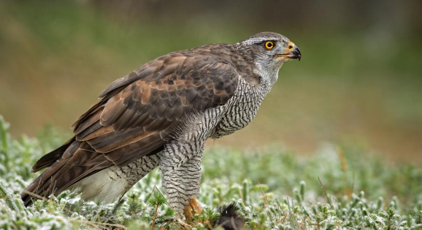 Magyarország madarai: a héja