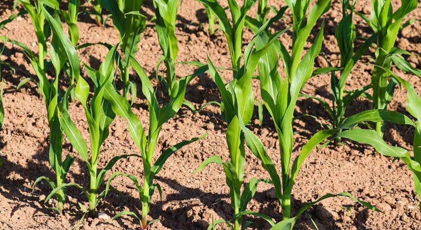 Számolni kell velük: Zemma és Zamira néven érkezik két új kukoricahibrid