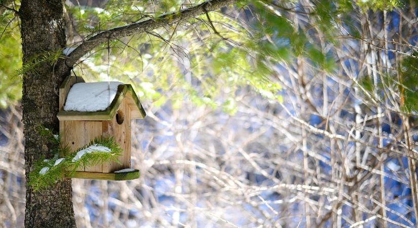 Madárodú februárban: még időben vagy? Méretek, tájolás, magasság