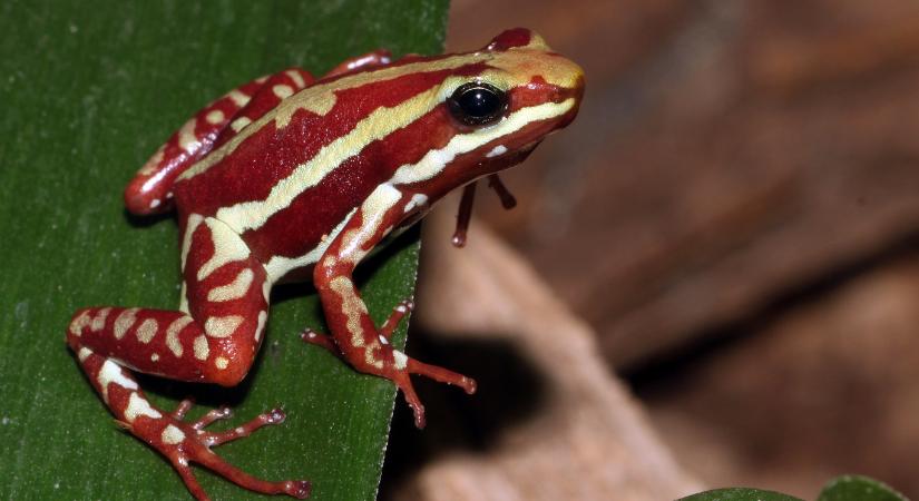 Nyílméregbéka mérgével gyilkoltatta meg Putyin Navalnijt