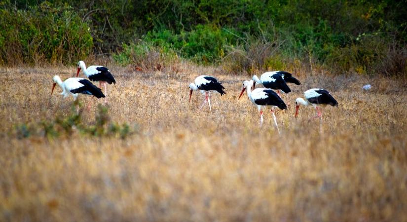 Gyülekező gólyák az afrikai Szenegálban! – Hamarosan hazánkba érkeznek - fotók