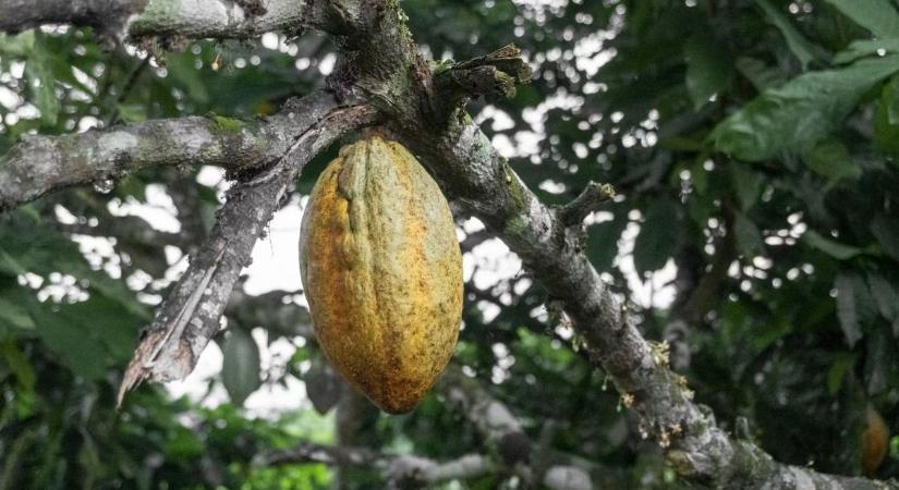 Megvágták Ghánában a kakaó termelői árát, ettől várják az üzlet beindulását