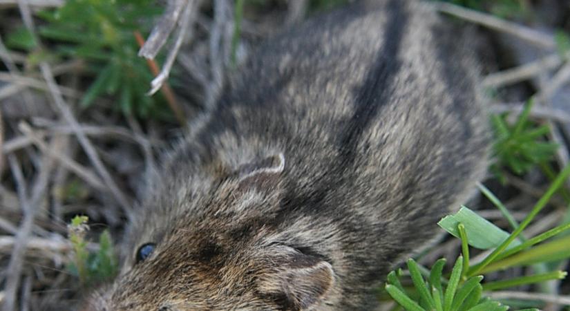 Önkénteseket keresnek rengeteg bagolyköpet feldolgozásához, te sem habozz!
