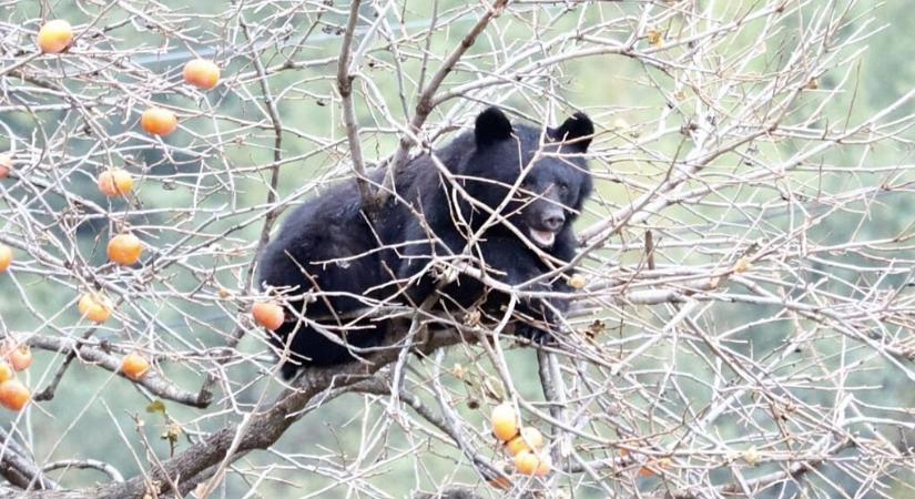 „Ne fotózkodj a medvével!” – új tantárgyat vezetnek be Romániában