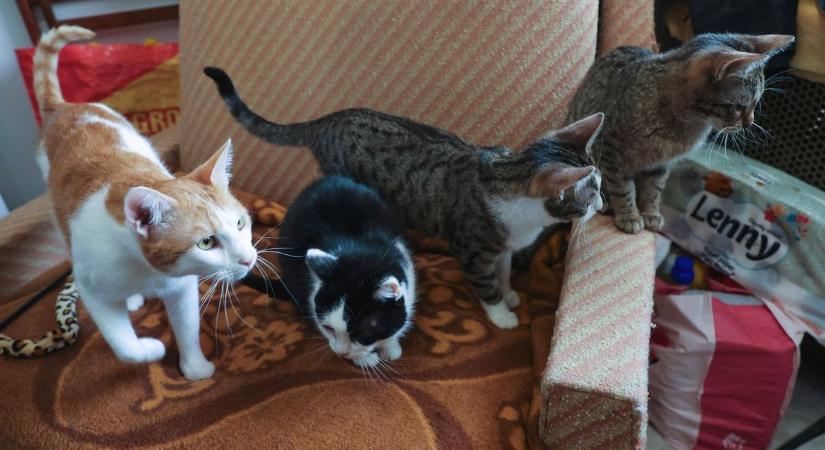 Megható találkozások: emberek és cicák egymásra találtak egymásra Valentin-napon – galériával