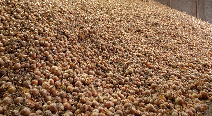 Szomorú: a nagy hagymákat is nehéz eladni