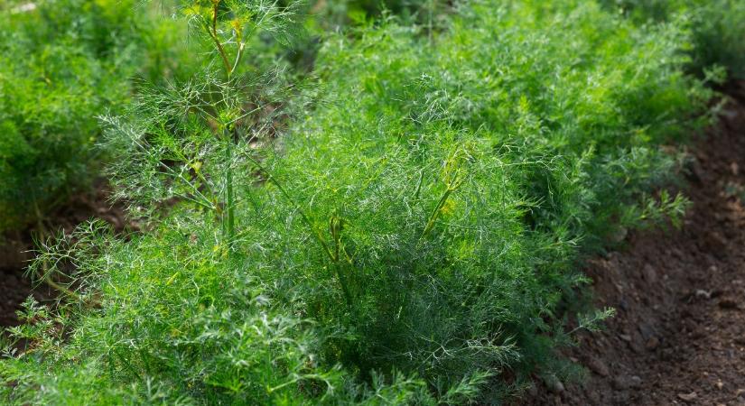 Újabb növényvédőszer-botrány: Hogyan kerülhetett szennyezett kapor az importpiacra?