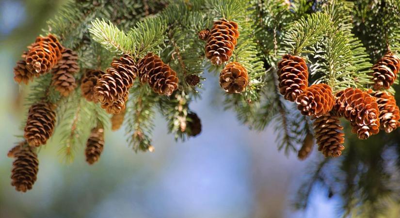 Örökzöldek barnulása tél végén – szél, nap vagy vízhiány a bűnös?