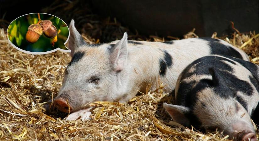 Kvíz: Tudod, hogy mit jelentenek ezek a magyar közmondások? Teszteld magad!