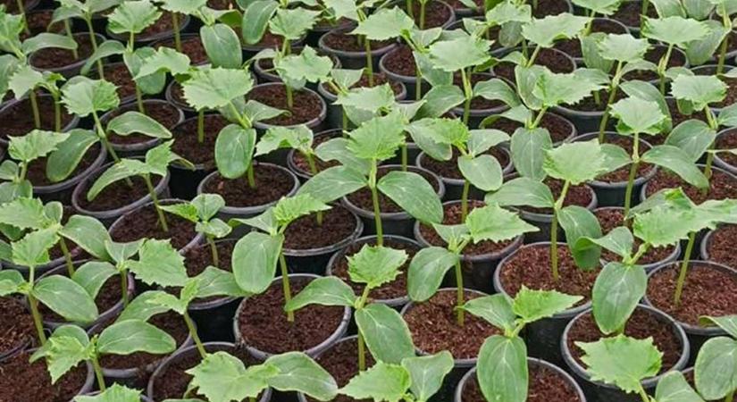 Fóliás zöldségtermesztés: napfényre várva - A korai primőr a nyerő