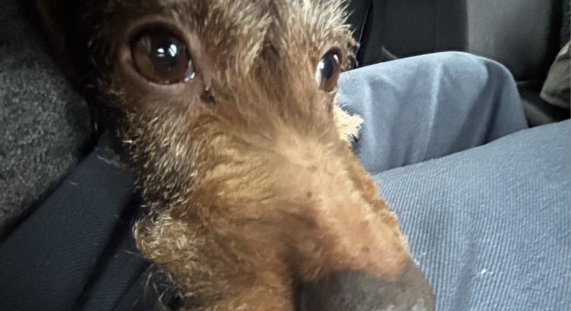 A Shell nem ugrott Orbán provokációjára