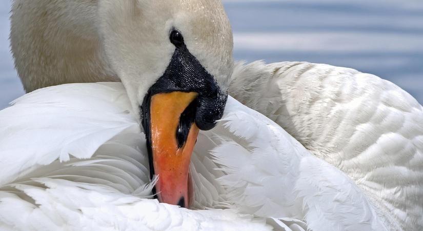 Madárinfluenza sújtja a balatoni hattyúállományt