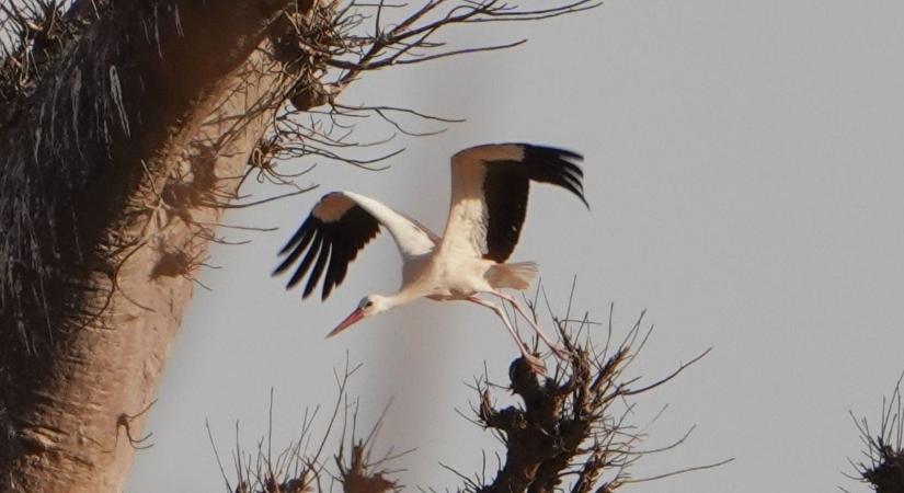 Már gyülekeznek a gólyák Afrikában – Hamarosan megérkezhetnek hazánkba
