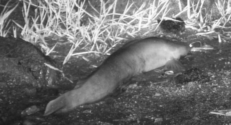 Dél-Afrikában már a harcsáktól is félni kell a szárazföldön