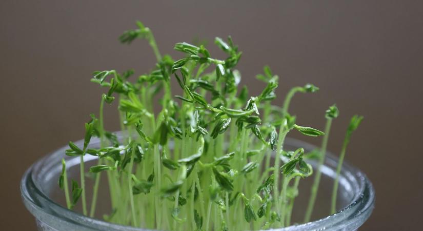 Mikrozöld termesztés: melyik faj a legbiztosabb siker februárban?