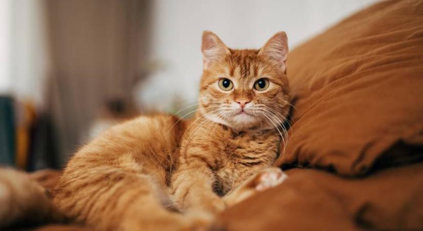 Te rájössz, hogy melyik macska különbözik a többitől?