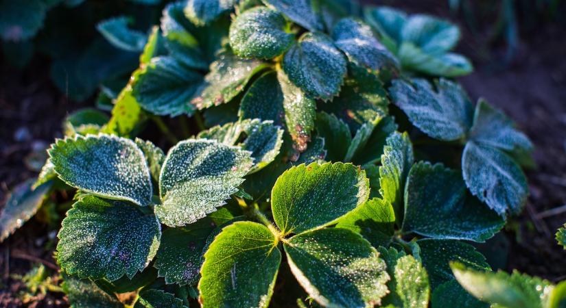 A tavaszias időt erős lehűlés követi