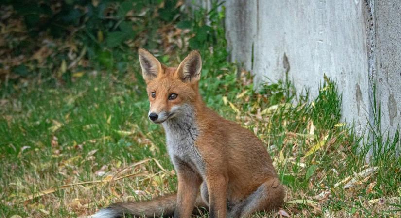 Egyre több róka jelenik meg Fejér vármegye lakott területein – alkalmazkodnak, vagy baj van a természetben?