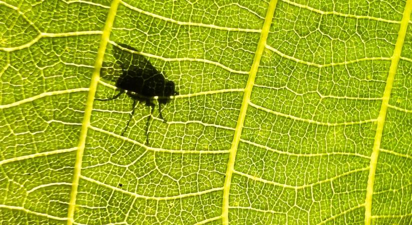 Így védekezzünk a dióburok-fúrólégy ellen – videó