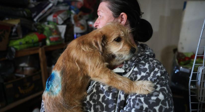 Elképesztő! Légpuskával lőttek hátba egy kölyökkutyát Mélykúton – fotók, videók