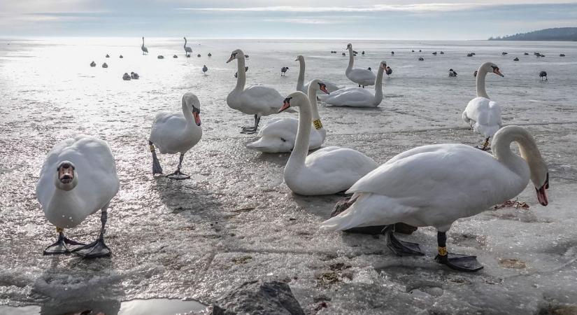 Gyilkos kór pusztít a Balatonnál – Sorra hullanak a vízimadarak (videó)