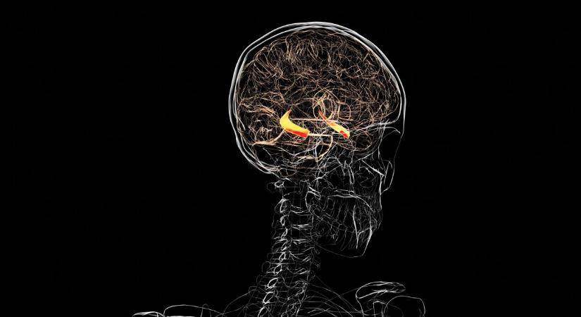 Hogyan emlékezünk? – neves agykutatót kérdeztünk