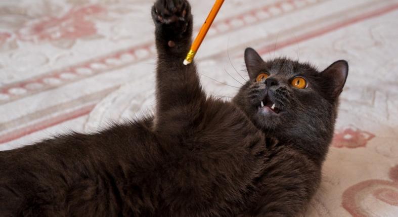 Miért harap játék közben a macska?