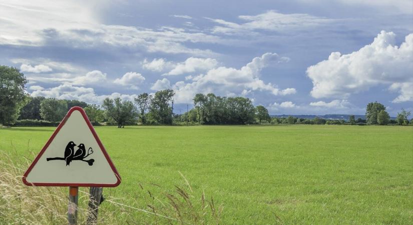 Az érzelmi giccs genezise