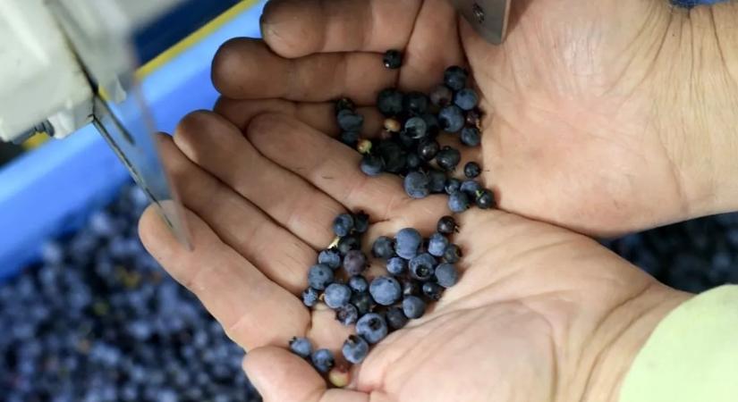 Ez a szuperélelmiszer csodát tesz az aggyal, a belekkel és a szívvel