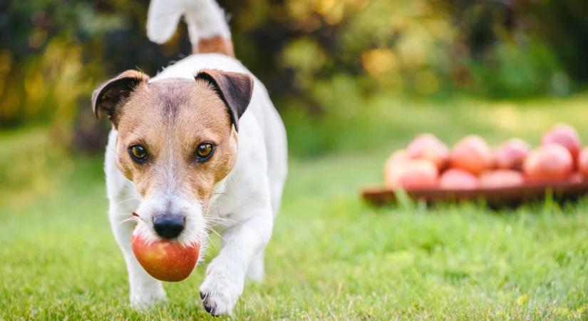 Lehet adni gyümölcsöt a kutyának, de nagyon nem mindegy, miből mennyit