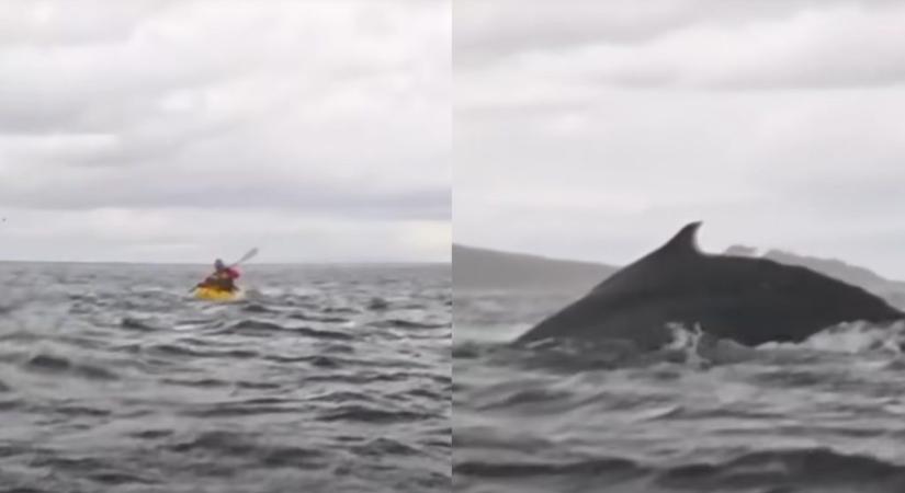 Egy éve ilyenkor: videóra vette az apa, amint a fiát bekapja egy bálna