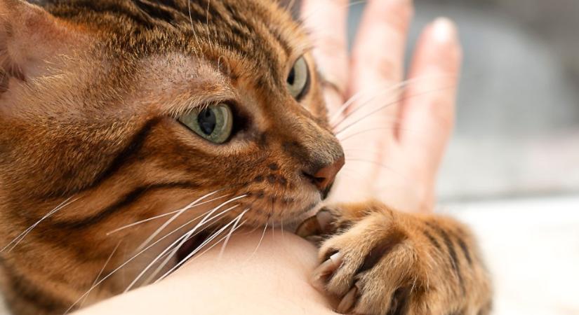 Így válhat halálossá a macska nyála: egy apró karmolás is veszélyes lehet