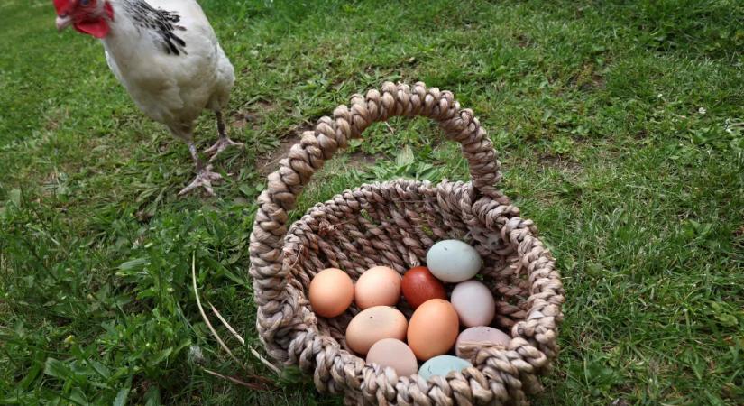 Miért van az egyik tyúktojásnak barna, a másiknak meg fehér színe? És mi a különbség a tartalmukban?
