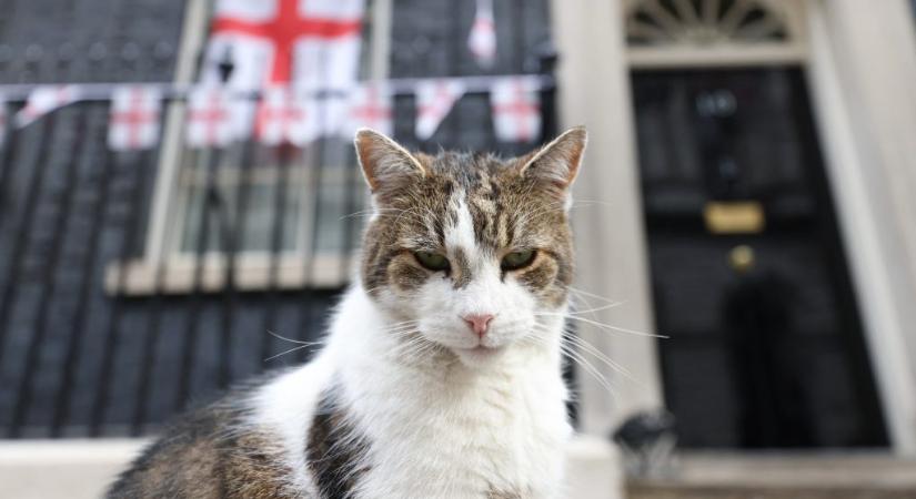 15 éve dolgozik a brit kormányfői rezidencián Larry, a legendás főegerész macska