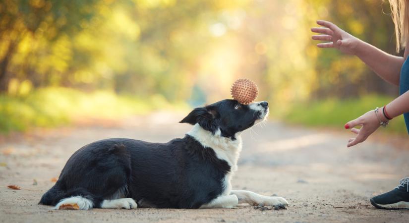 „A kutyaeledelek riasztó mennyiségű ólmot, higanyt és egyéb szennyező anyagokat tartalmaznak”
