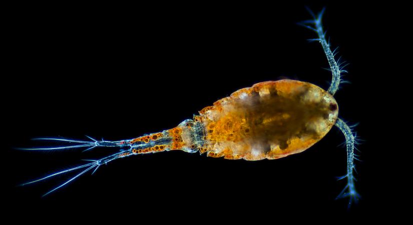 A világ legerősebb élőlénye szinte vak és láthatatlan, de mindenhol ott van