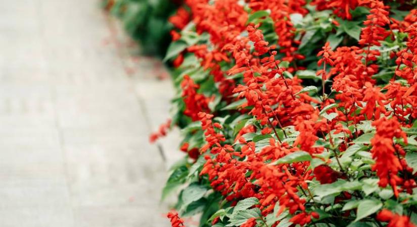 Ezeket a virágokat érdemes már februárban ültetni: gyönyörűen néznek ki