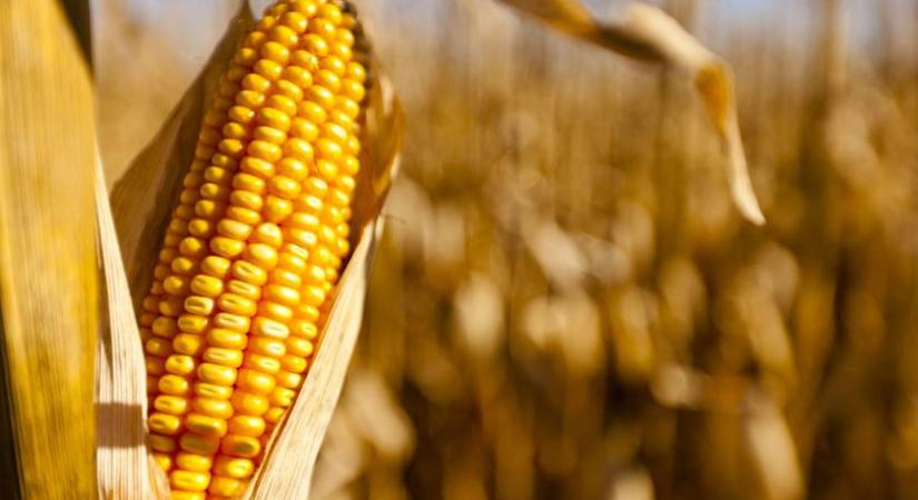 Melyik földrészről származik a kukorica? 7 kérdéses kvíz a nagyvilág ételeiről