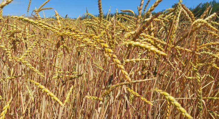 Így termesztek minimálköltséggel ősbúzákat!