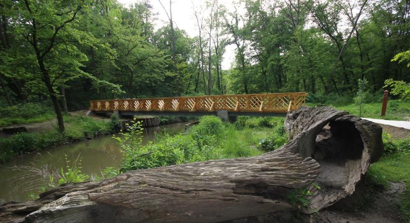 Tíz év alatt: fásítások, új programok a Vadexnél