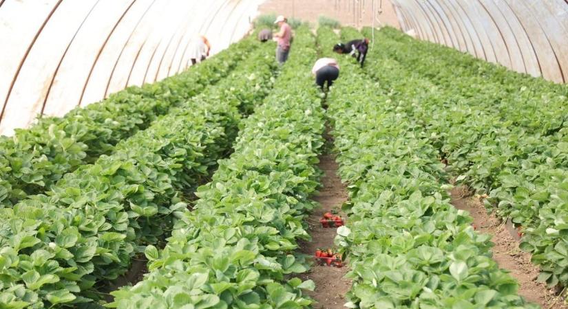 120 helyett 210 nap, ennyit dolgozhat egy idénymunkás, utánajártunk megéri-e