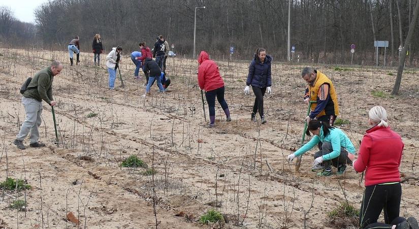 Jön a nagy Nemzeti Faültetés: ingyen szerezhet csemetét, aki időben regisztrál