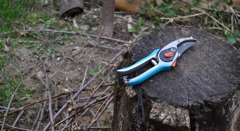 A metszés 7 legdrágább tévedése – amit a profik sosem követnek el