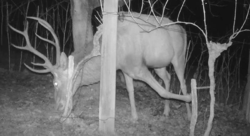 Törött lábú szarvas és társa jár rá a facsemetékre Badacsonyban (videó)