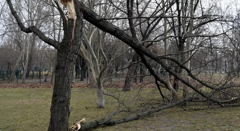 Orkánerejű szelet mértek a Dunántúlon, fákat döntött a vasúti pályákra